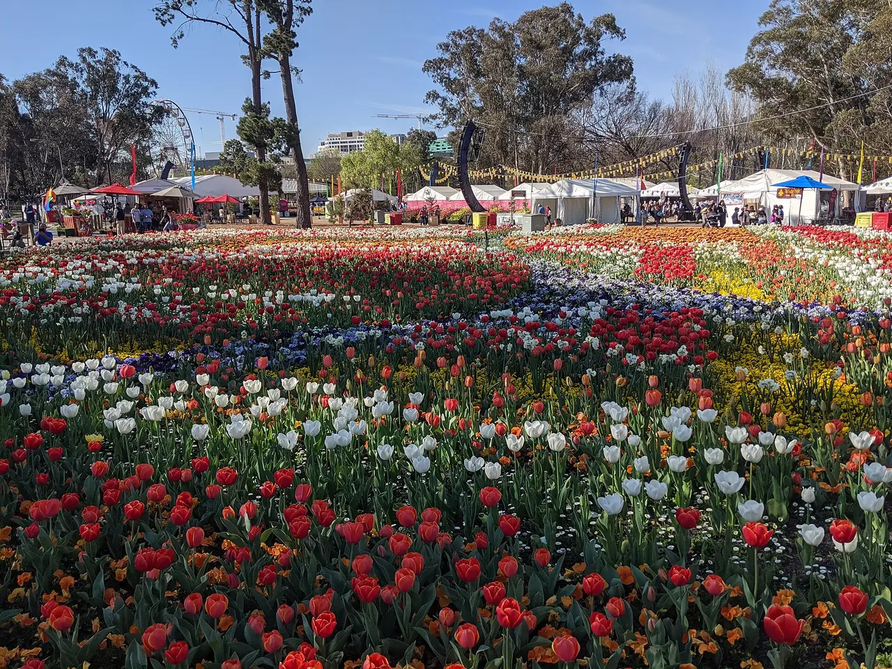 แปลงทิวลิปสีแดง ขาว และเหลืองในงาน Floriade ปี 2019 ที่แคนเบอร์รา ภาพจาก Wikimedia Commons ผู้ถ่าย Grahamec สัญญา CC BY-SA 4.0 ถ่ายปี 2019