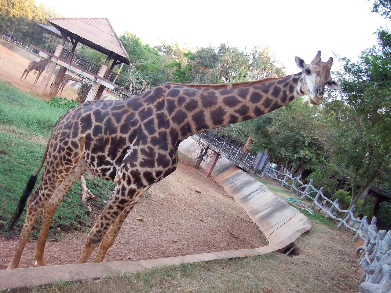 ยีราฟยืนในคอกริมทางเดินของสวนสัตว์นครราชสีมา ภาพจาก Wikimedia Commons ผู้ถ่าย Philip Nalangan สัญญา CC BY 4.0 ภาพเก่า ไม่ได้ระบุปีที่ถ่ายในชื่อไฟล์