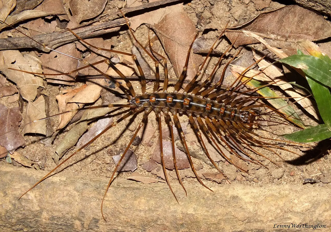 ตะขาบขายาวในอันดับ Scutigeromorpha บนพื้นป่า ที่ Wikimedia Commons ระบุสถานที่ว่าเขาสอยดาว จันทบุรี ภาพจาก Wikimedia Commons ผู้ถ่าย Len Worthington สัญญา CC BY-SA 2.0 เป็นภาพสัตว์ในพื้นที่ ไม่ระบุปีที่ถ่าย