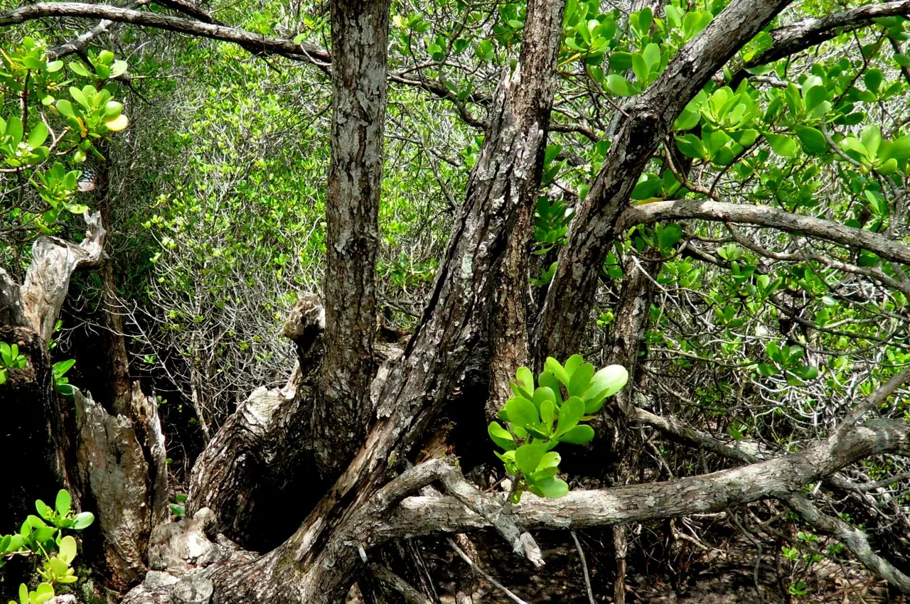ไม้ป่าชายเลนชนิด Lumnitzera racemosa ที่คุ้งกระเบน จังหวัดจันทบุรี ภาพจาก Wikimedia Commons ผู้ถ่าย Sean.hoyland สาธารณสมบัติ เป็นภาพป่าชายเลนในพื้นที่ ไม่ใช่ภาพทางเดินไม้ และไม่ระบุปีที่ถ่าย