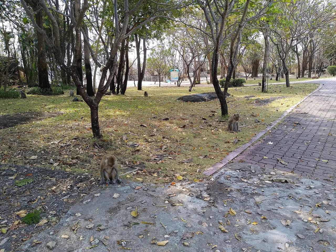 ลิงสองตัวบนพื้นหินและหญ้าในสวนสาธารณะบนเขา มีทางเดินปูอิฐอยู่ด้านขวา ภาพจาก Wikimedia Commons ผู้ถ่าย Mx. Granger สัญญา CC0 ชื่อไฟล์ว่าลิงบนเขาหินเหล็กไฟ ไม่ระบุปีที่ถ่าย เป็นภาพประกอบ จำนวนลิงเปลี่ยนไปตามเวลา